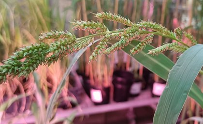 a spray of seed pods in front of pots of grassy plants